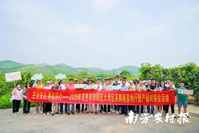 萬畝芒香引客來！大灣區(qū)采購(gòu)商共商百色芒果（田陽(yáng)）新機(jī)遇