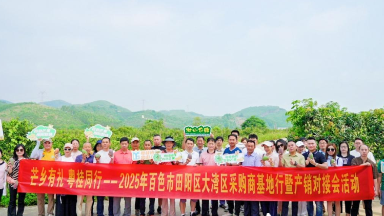万亩芒香引客来！大湾区采购商共商百色芒果（田阳）新机遇