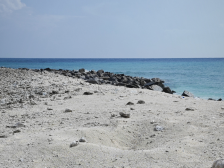 我国南沙群岛永暑礁首次发现绿海龟产卵场