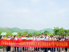 万亩芒香引客来！大湾区采购商共商百色芒果（田阳）新机遇