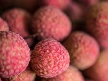 人民日报：绘写南粤新图景 | ta们来到茂名荔枝古荔园、中国第一滩采风…