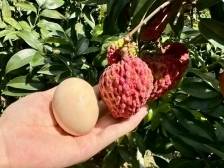 罗浮山荔枝迎收官，一场“增产又增收”的突围战靠什么打赢？