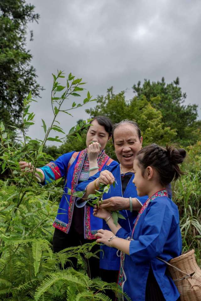 侗族医药广西壮族自治区级代表性传承人龙宗花(中)正在采摘药材。 侗族医药广西壮族自治区级代表性传承人龙宗花(中)正在采摘药材。