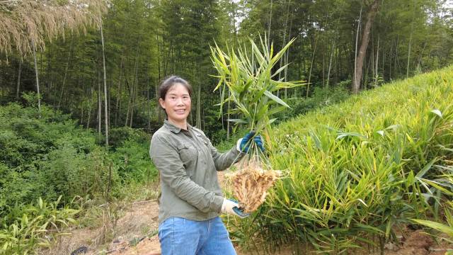 韶关市武江区“生姜女王”宋道玉的丝茅姜获得大丰收。