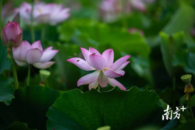 微风轻拂，那层层叠叠的荷叶恰似绿浪翻涌，万朵荷花摇曳生姿。南方日报记者 何森垚 摄 