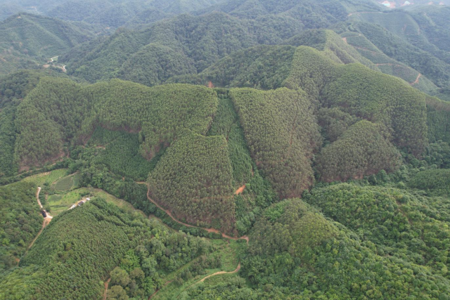 瑞林木业与村经济合作社合作规模经营的连片林地