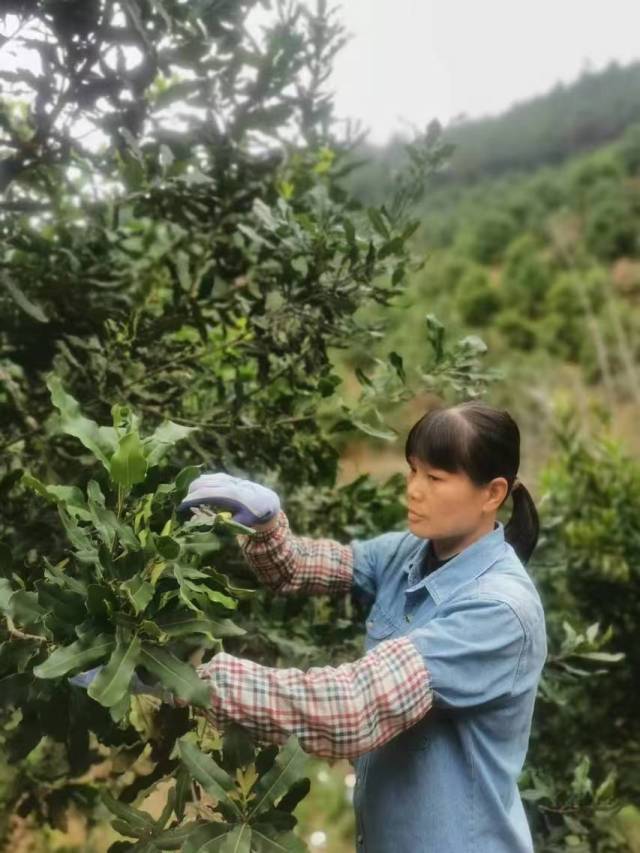 云浮市云城区南盛镇巾帼创业者肖伙连靠种植坚果发家致富，联农带农。