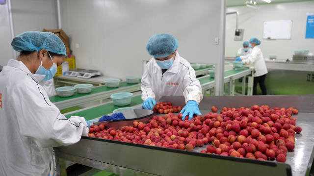 即将送入冻眠鲜荔枝生产线的鲜荔枝。 即将送入冻眠鲜荔枝生产线的鲜荔枝。