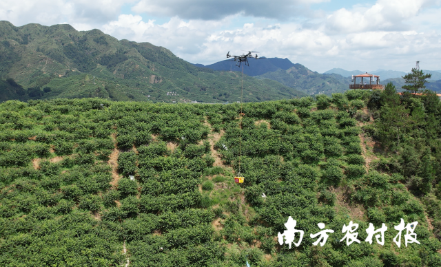 信宜“社村”合作试点:全链服务激活三华李产业新价值