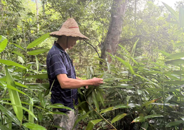 今年72岁的思念村林农袁汉文在摘益智果 