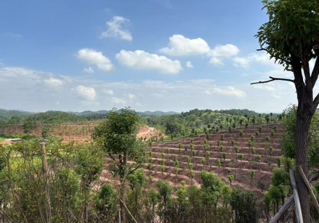 “一村育千树”3.0版本项目所在地  