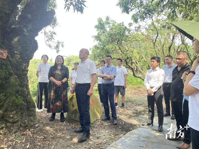 调研队伍参观1938年树龄古荔枝树“五世同堂”。