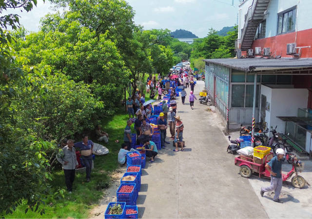 广州市顺昌源酒业有限公司工厂内，荔农排起了百米长龙。