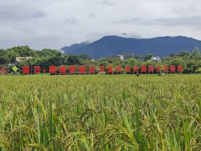 早稻丰收的南方乡村振兴综合体。 早稻丰收的南方乡村振兴综合体。