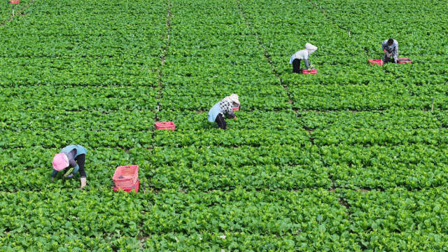南方农村报 张植宏 拍摄