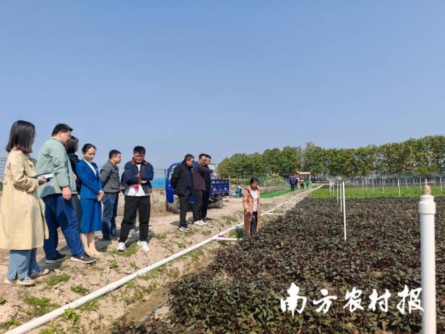 一片甘薯叶的“复原明码”：仲恺农业工程学院科技特派员赋能陶河财富复原