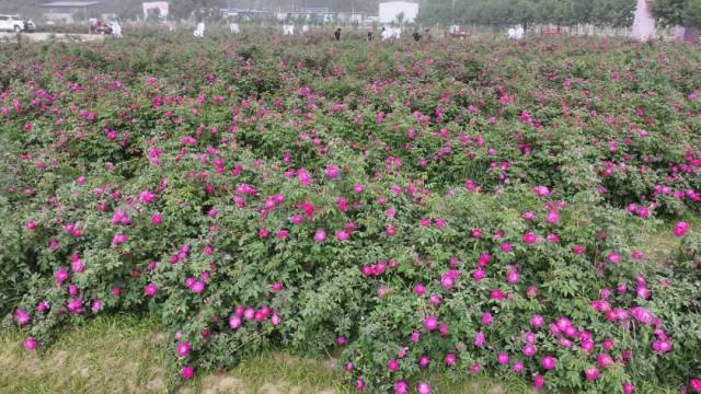 2025年5月20日,新疆和田地区于田县,玫瑰进入采摘季