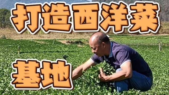 驻清远阳山青莲镇帮镇扶村工作队：打造西洋菜基地，带动村民就业