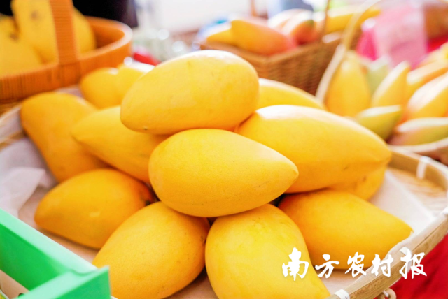 盛夏美味“芒”不停!本周五来珠海邂逅广西田阳“壮山农鲜”