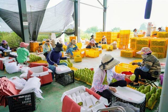 基地已发货！大湾区采购商基地行助力百色芒果（田阳）加速“入湾”