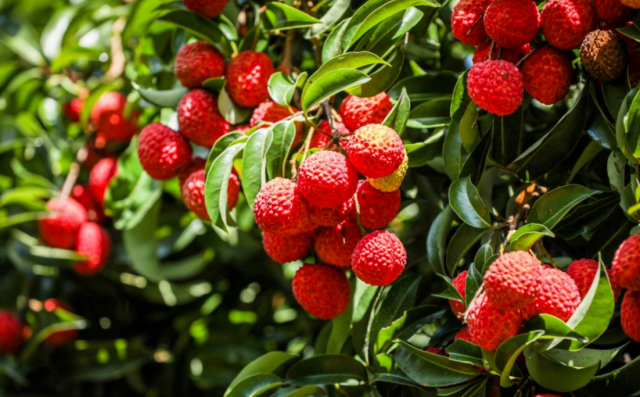 连年出口海外市场是从化荔枝产业高质量发展的生动体现。