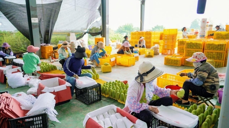 基地已发货！大湾区采购商基地行助力百色芒果（田阳）加速“入湾”