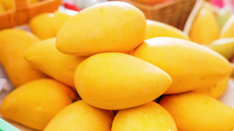 盛夏美味“芒”不停！本周五来珠海邂逅广西田阳“壮山农鲜”
