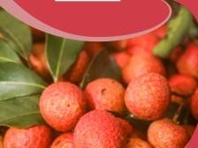 荔枝北上品种小贴士⑨：双肩玉荷包