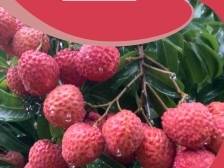 荔枝北上品种小贴士⑩：凤山红灯笼