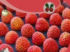 荔枝北上品种小贴士⑧：仙进奉