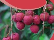 荔枝北上品种小贴士③：黑叶