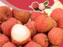 荔枝北上品种小贴士②：白糖罂