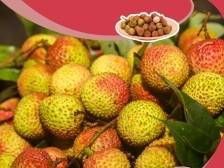 荔枝北上品种小贴士①：妃子笑