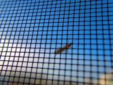 一个蚊子包，竟藏病毒风险？快看基孔肯雅热防护指南