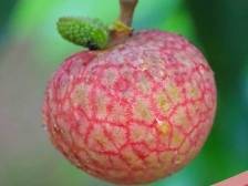 荔枝北上品种小贴士⑦：挂绿