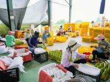 基地已发货！大湾区采购商基地行助力百色芒果（田阳）加速“入湾”