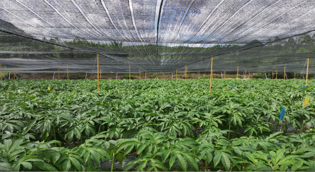 位于铜溪村的深圳康捷公司魔芋组培苗基地 罗伟科摄