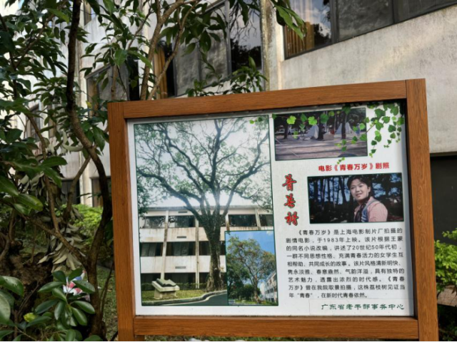 广东省老干部中心的古荔枝树向前来的人们介绍当年电影《青春万岁》的故事  受访者供图