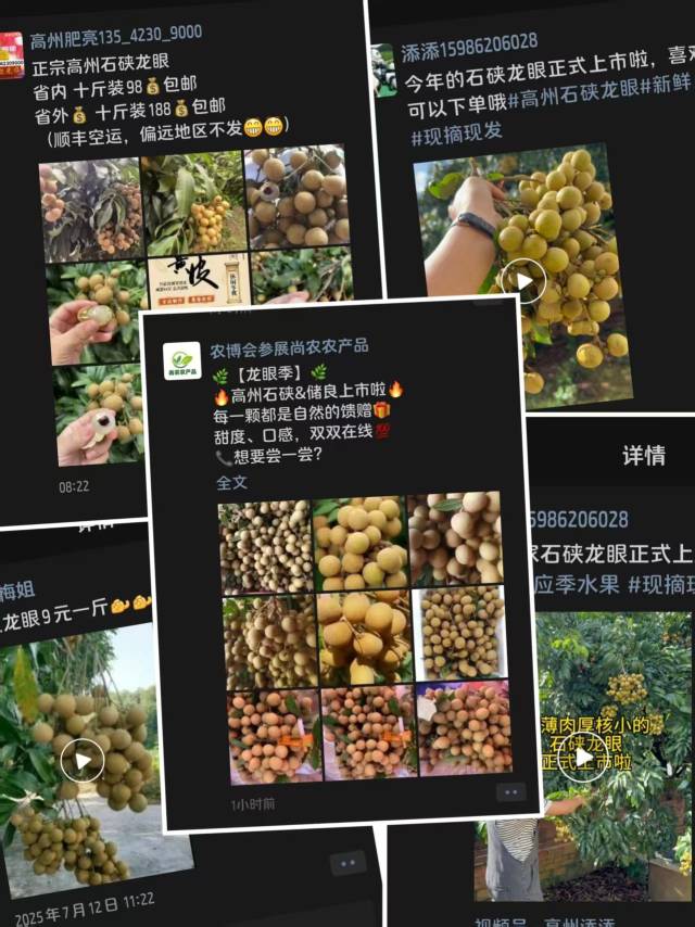 高州石硤龍眼上市，廣東龍眼季開啟