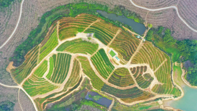 建设在揭阳的绿美广东优质绿化苗木储备基地 