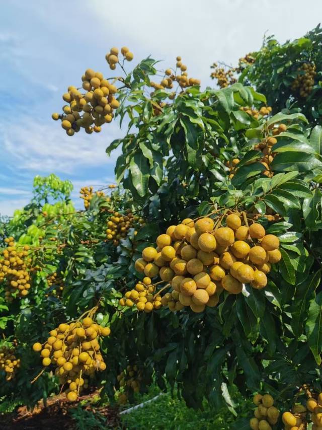 石硖龙眼硕果累累 石硖龙眼硕果累累