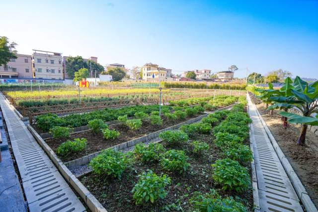 花都区花山镇花城村建设的绿美小菜园  