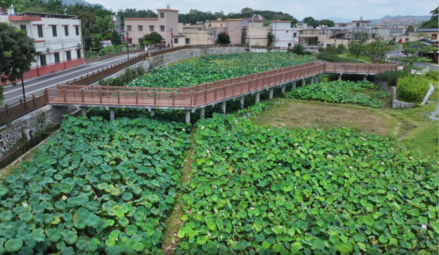 新坣村荷塘&nbsp;罗伟科摄