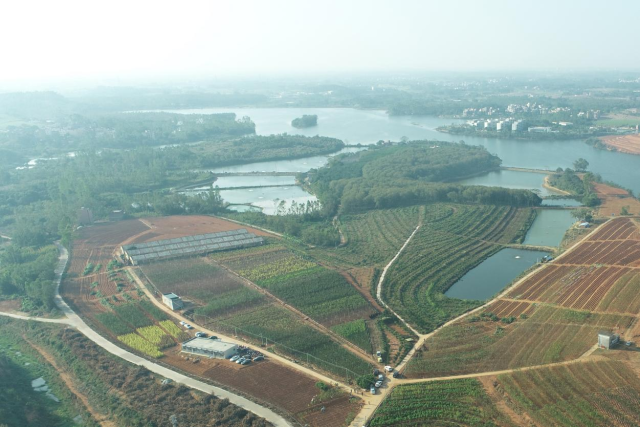 建设在茂名的绿美广东优质绿化苗木储备基地