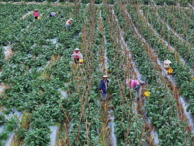 位于桂田村的广东大智农业高标准蔬菜种植园 罗伟科摄