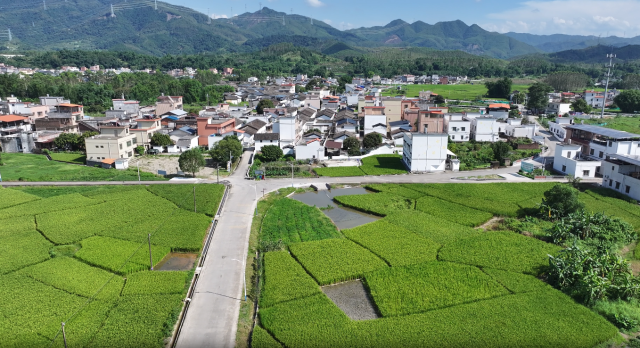 桂田村风貌  罗伟科摄