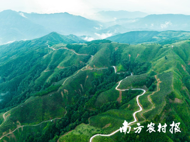 三江侗族自治县油茶林。 三江侗族自治县油茶林。