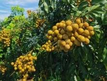 高州石硖龙眼上市，广东龙眼季开启