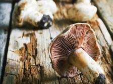 四川妹子巧用粤北“山珍”，助力上千农户踏上致富路