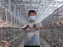 广州职业技术大学“VR振翅·数字兴鸽”先锋队赴兴宁市，为当地肉鸽产业注入强劲数字动能